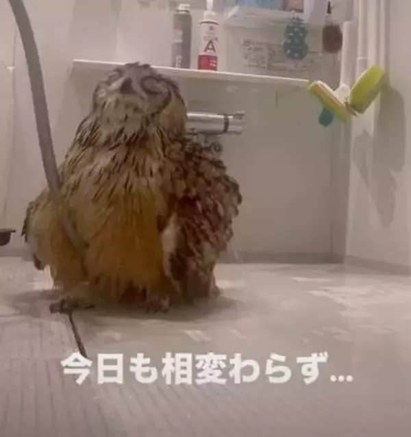 ウキウキかけ足で浴室へ…ミミズクさんが大好きシャワーに大はしゃぎ！　「リピしまくっています」「羽を広げて走る様子が可愛い」水浴び姿動画が4600万回再生