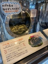 「ヘビーすぎる」仕込みタンクで絡み合うハブ数十匹…「おきなわワールド」にある猛毒ヘビの酒造所「これは衝撃画像」