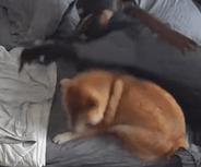 柴犬の「お散歩行かない！」ルーティン　首輪拒否に後ろ足キック……説得する飼い主「毎朝の儀式です」