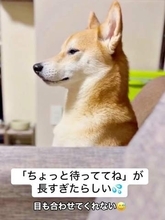 「凛々しく怒」「お耳ピン！ お鼻ツン！」待たされすぎて激オコな柴犬「ちょっとって言いましたよね？」ガン無視する姿に爆笑続出