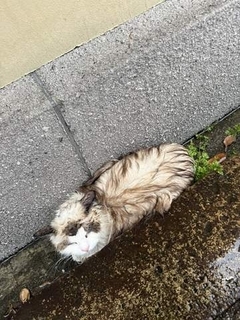 雨の日に溝から保護した猫　体は泥まみれゴミだらけ　洗い流すと美しい姿に　マイクロチップがあっても飼い主と再会できず家族に