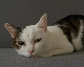 心に寄り添ってくれた愛猫が末期のがんに…　愛猫と築いた12年間の思い出と最後の1週間に涙