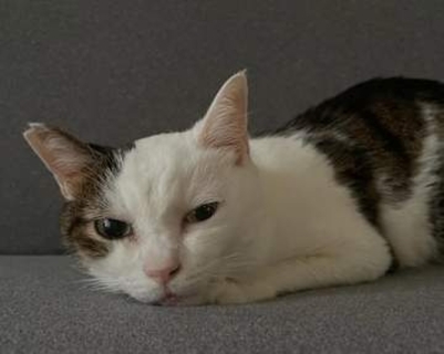心に寄り添ってくれた愛猫が末期のがんに…　愛猫と築いた12年間の思い出と最後の1週間に涙