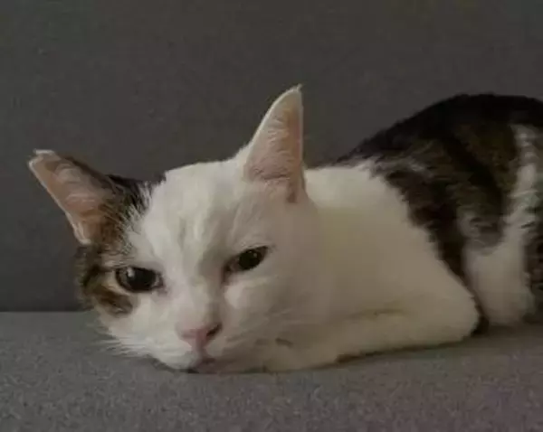 心に寄り添ってくれた愛猫が末期のがんに…　愛猫と築いた12年間の思い出と最後の1週間に涙