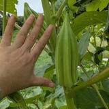 「「でかっ」栽培した当人もビックリ　手のひらサイズに育ってしまった超巨大な夏野菜　「こんな育ちカタするんですね〜」「ほとんど凶器」」の画像1