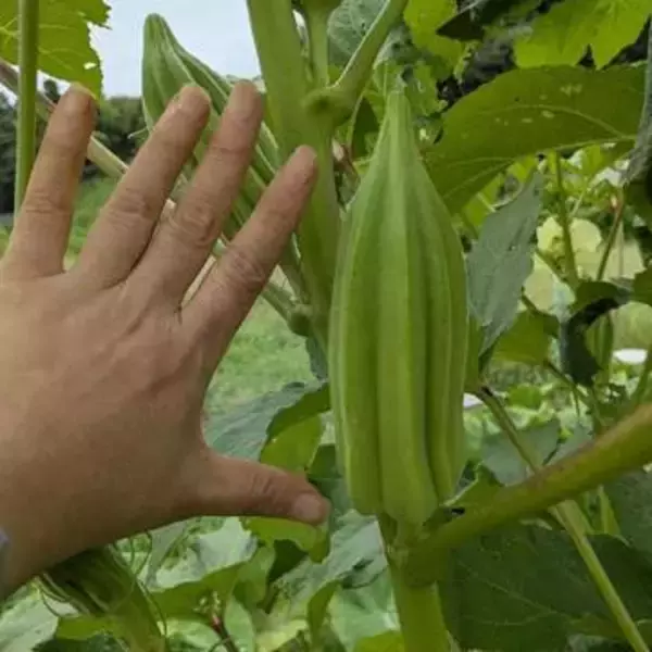 「でかっ」栽培した当人もビックリ　手のひらサイズに育ってしまった超巨大な夏野菜　「こんな育ちカタするんですね〜」「ほとんど凶器」