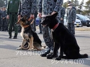 航空自衛隊の警備犬シェパード2頭が除隊式　一般家庭へ引き渡し「ゆっくり過ごして」「たくさん遊んでもらってね」
