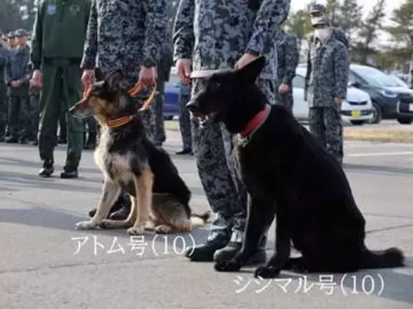 航空自衛隊の警備犬シェパード2頭が除隊式　一般家庭へ引き渡し「ゆっくり過ごして」「たくさん遊んでもらってね」