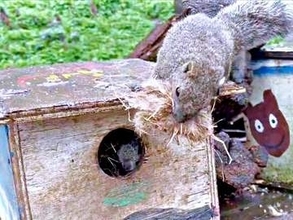 巣材をくわえて帰宅したリス「知らんヤツおるんだが？？」右往左往する姿に「めっちゃ困惑してる」「かわいい」→町田リス園が生態を解説