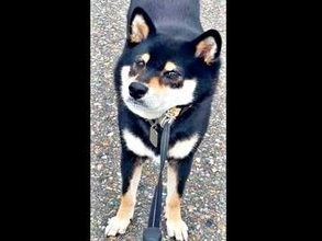 いつもなら散歩1時間なのに……柴犬がわずか10分で「お家帰るっ」とUターン　帰宅を急いだ理由が「かわゆい」「そりゃそーだ（笑）！」【本日の拒否柴】