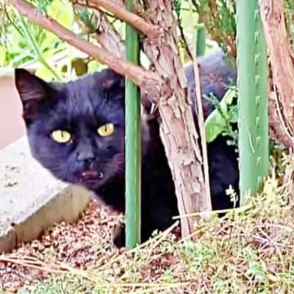 小説家志望の飼い主が夜の公園で出会った黒い子猫　カナヘビやカエルを食べて生き抜いた日々　保護する？どうする？半年の葛藤の末…
