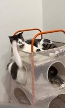 何もしていないのに猫パンチを食らい続ける兄猫…3段の猫ベッドでの「ご近所トラブル」に「理不尽すぎる」「上の階にクレームかな？」とネット爆笑