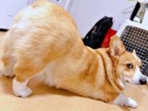 トイレ後の合言葉「おけちゅぶりぶり！」のポーズが可愛すぎ　健気な犬さんの“神対応”に2万人が悶絶「賢いね！」