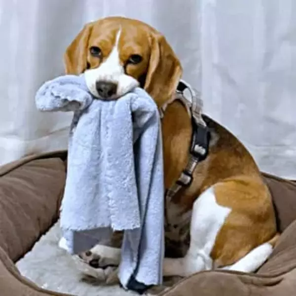 タオルどこいった！？→振り返った飼い主が絶句　愛犬の“衝撃ドヤ顔”に2.4万いいね　「人間みたい」「リアルスヌーピー」