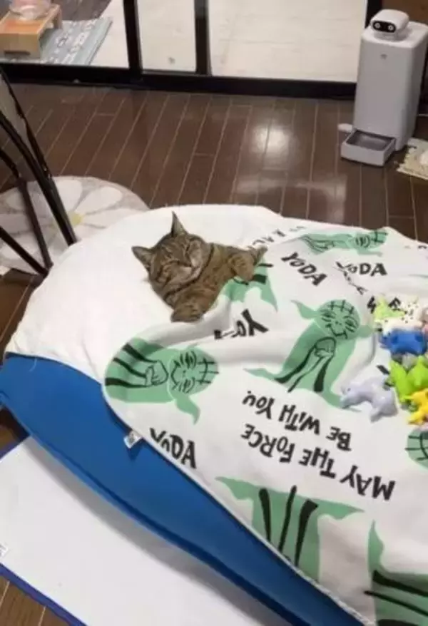 3歳孫娘が、お布団で猫さんを寝かしつけ、一緒にいるのが当たり前の仲良し「まるで人間の子どもみたい」