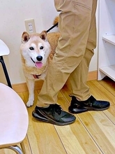 病院で名前を呼ばれた柴犬が「僕いませーん」飼い主の後ろへすっと移動　耳としっぽだけ見える姿に「うまく隠れたね（笑）」