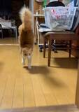 「生まれつき後ろ脚が不自由な猫　自ら編み出した「驚きの歩き方」に9万いいね　「強い子」「愛おしい」「生き方を新しく見つけたんだね」」の画像1