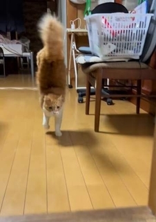 生まれつき後ろ脚が不自由な猫　自ら編み出した「驚きの歩き方」に9万いいね　「強い子」「愛おしい」「生き方を新しく見つけたんだね」