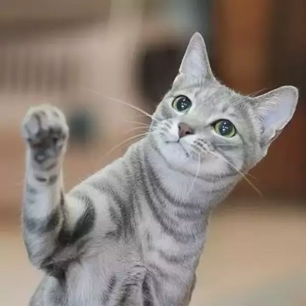 苦境に陥った会社を救ってくれたのは生後2カ月の保護猫だった！社員全員で猫10匹を世話　大分の「猫がいる浄化槽の会社」