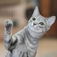 苦境に陥った会社を救ってくれたのは生後2カ月の保護猫だった！社員全員で猫10匹を世話　大分の「猫がいる浄化槽の会社」