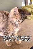 「「助けてください」足から肩まで登ってきた子猫　出会ってたった25分、高熱から救われた命に反響」の画像1