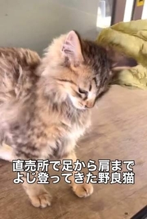 「助けてください」足から肩まで登ってきた子猫　出会ってたった25分、高熱から救われた命に反響