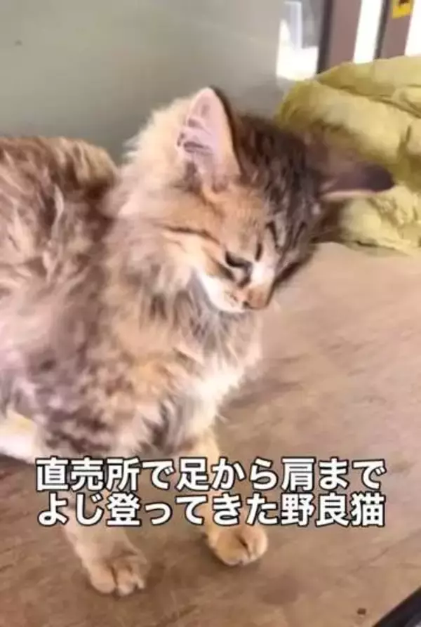 「助けてください」足から肩まで登ってきた子猫　出会ってたった25分、高熱から救われた命に反響