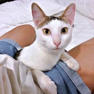 あんなにほっそりしていた猫が！？ ベトナム猫を日本人が飼った結果→驚きの変貌 「大事に育ててあげた証拠」「表情も変わってる」