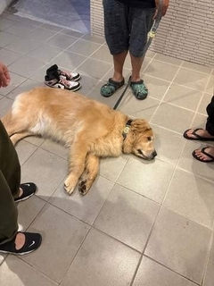大好きな人と別れたくない時の犬の作戦に爆笑「バイバイ嫌だし時間稼げるもんね」重くて動かせない…