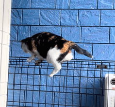 猫「見られてた！」ベランダのフェンスでそろりそろり→目が合った瞬間ピタッ…コミカルな動きに「AIを疑われてもいいレベル（笑）」