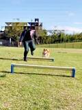 「ハードルを一切跳ばずに避ける柴犬　華麗なスルースキルに「かしこイーヌ」「軽快な避け」「危機回避能力（笑）」爆笑続出」の画像1