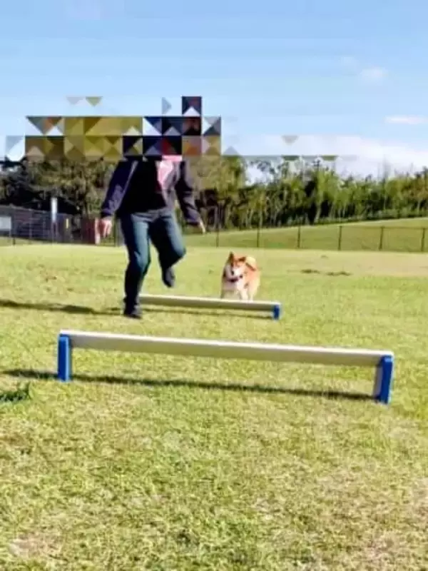 ハードルを一切跳ばずに避ける柴犬　華麗なスルースキルに「かしこイーヌ」「軽快な避け」「危機回避能力（笑）」爆笑続出