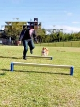 ハードルを一切跳ばずに避ける柴犬　華麗なスルースキルに「かしこイーヌ」「軽快な避け」「危機回避能力（笑）」爆笑続出
