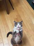 「猫じゃらしをキャッチした瞬間の猫さんのお顔が！「あふれる歓喜と熱狂」「幸せになる」」の画像1
