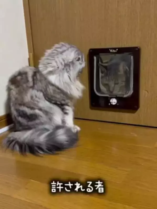 「許す者…許されざる者…」 “門番猫”のあまりの対応差に2.3万人が爆笑　「厳しいにゃ」「なんの差！？」「会員制のお店？」