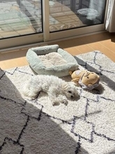 日向ぼっこ中の愛犬が、“サスペンス事件”に巻き込まれた！？　目を疑う窓辺の光景に、飼い主が駆け寄ると……