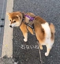 「石ないね～」散歩中の飼い主の一言に柴犬が突然Uターン！　30～40秒も来た道を戻り…見つけたものに「お耳がママの声しっかり聞いてる」
