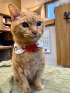 高齢猫の慢性腎不全は“飼い主のせい”ではない——「腎不全になるほど長生きしたということ」残された時間を穏やかに過ごすために