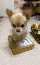 普段は眠そうなのに…宅配の荷物を全力で守る犬さん「毎回キレながらかっこいい」その姿は「もはや警備員」