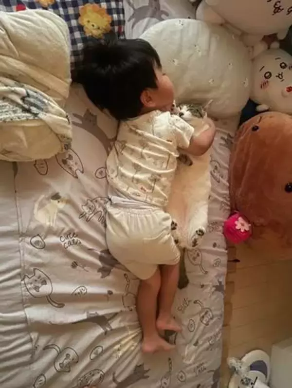 弟猫に「夏祭り、一緒に行こうね」寄り添って寝た4歳息子、次の日に…「愛おしすぎます」