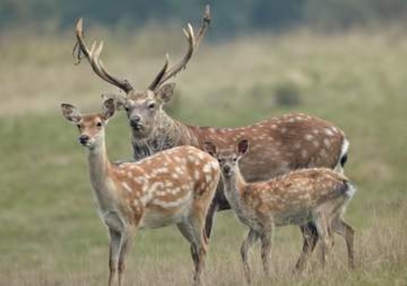 南アルプスの山肌にシカの大群　ヘリ上空撮影で偶然判明「ここまで高密度に生息しているとは…」と衝撃