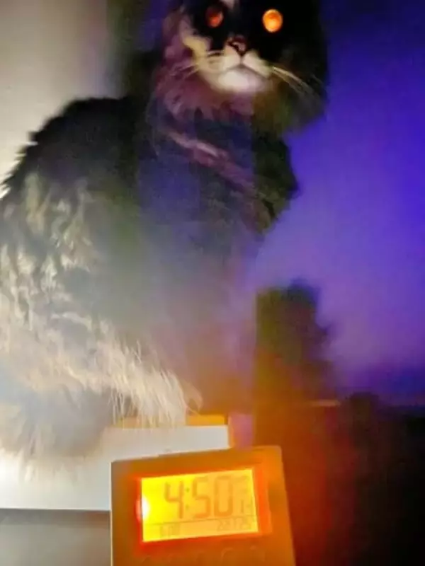 「起・き・て」光り輝くライトで闇に浮かび上がる猫　あまりの迫力に「怖い怖い怖いw」「魔王！！」「ホラーすぎる」と反響