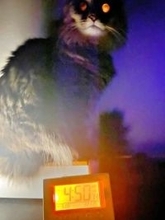 「起・き・て」光り輝くライトで闇に浮かび上がる猫　あまりの迫力に「怖い怖い怖いw」「魔王！！」「ホラーすぎる」と反響