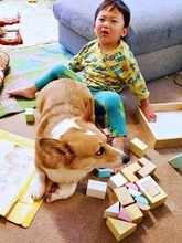 「積み木やる！」3歳息子の前にコーギーがどっしり座り込み　困り顔の弟VS真顔の兄犬、まさかの“勝敗”にほっこり