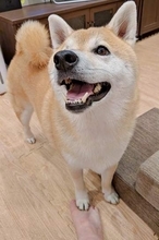 「踏んでるー！」飼い主の訴えもおかまいなし？  極上の笑顔で柴犬が……その姿に1.8万いいね「その顔は反則」「普通にご褒美」