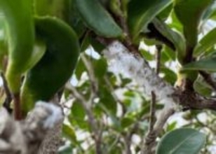 全国で大量発生中「庭の木の枝についた白いふわふわ」いったい何？「団地の壁にも」「放置せず駆除を」