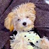 「頭に激突！？ 愛犬の謎のスリスリに困惑　香り？ヒート？獣医師に相談した結果は…「ウチも毎晩」「甘えや安心行動のことも」」の画像1