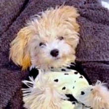 頭に激突！？ 愛犬の謎のスリスリに困惑　香り？ヒート？獣医師に相談した結果は…「ウチも毎晩」「甘えや安心行動のことも」