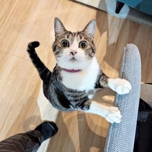 ソファに座ろうとしたら…隙間から強烈な猫パンチが炸裂！ 「猫あるある」に2.8万いいね「躍動感凄いwww」