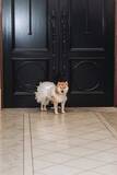「花嫁の夢に応えて純白ドレス姿の柴犬　フリルひらひら道中ふらふらも愛らしく「リングドッグ」の任務完遂　「最高に主役級」1100万表示」の画像1